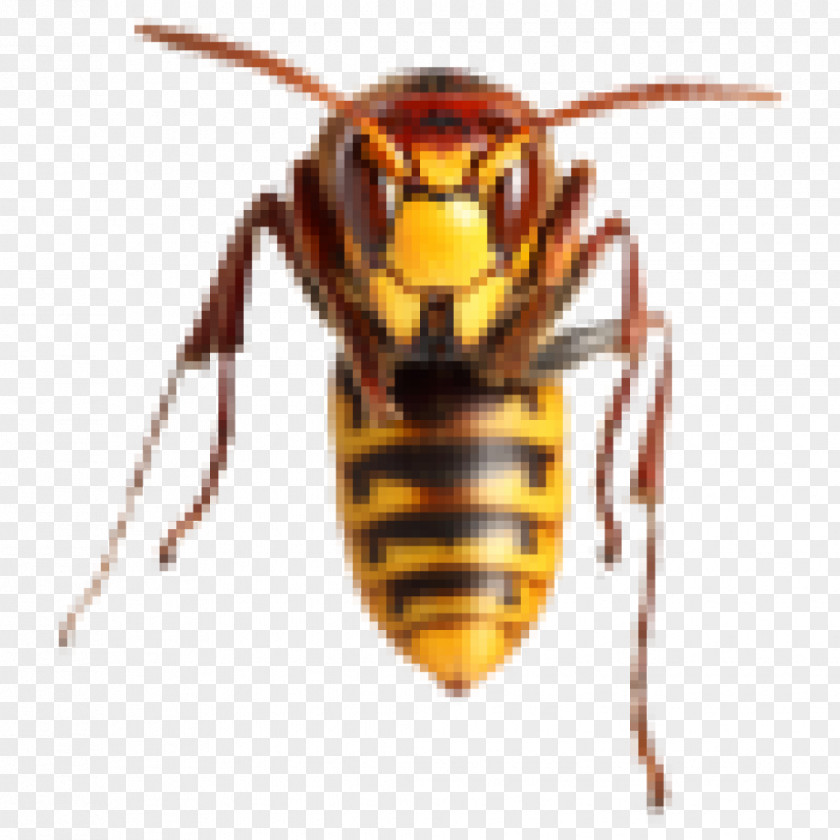 Bee Hornet Sting Wasp Insect PNG