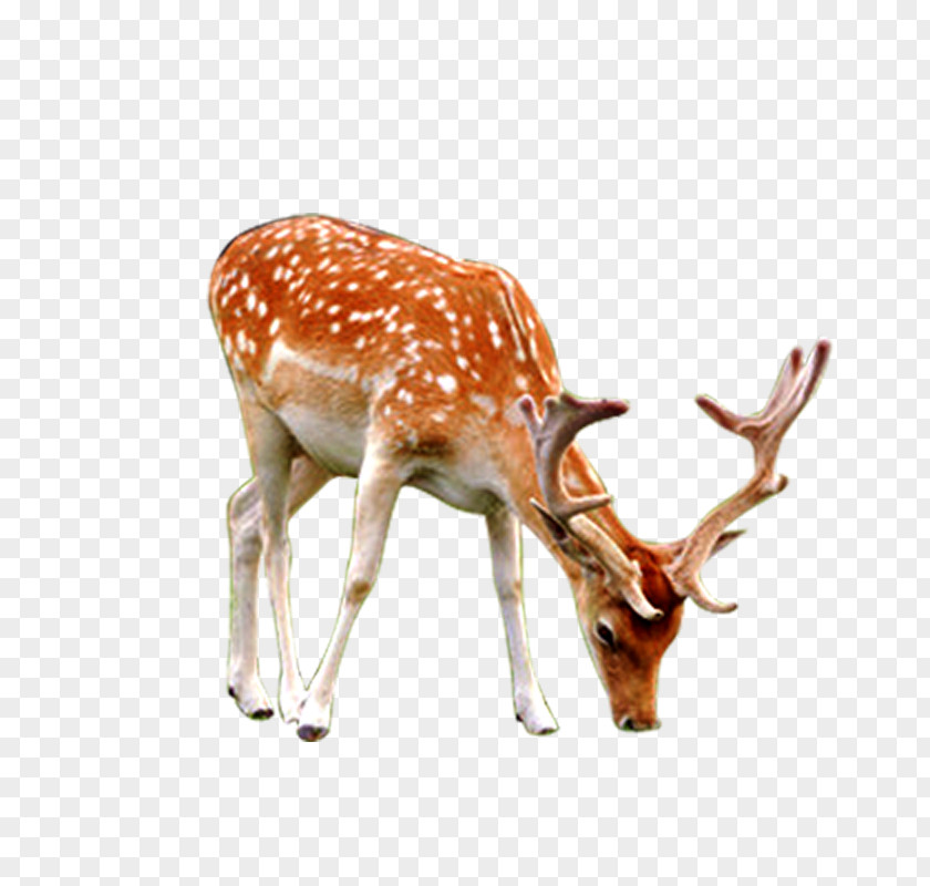 Deer Reindeer Mammal Wallpaper PNG