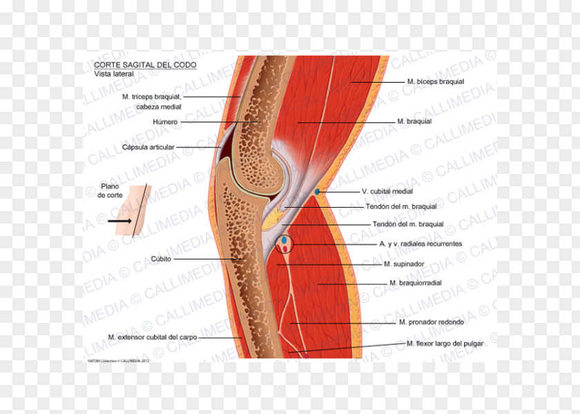 Elbow Pronator Teres Muscle Sagittal Plane Anatomy PNG