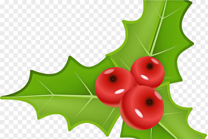 Flowering Plant Flower Holly PNG