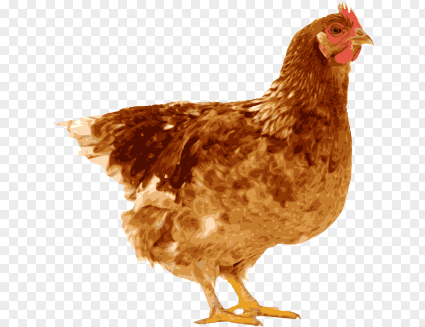 Hen Zingem Laying Fowl Welsummer Stock Photography Royalty-free PNG