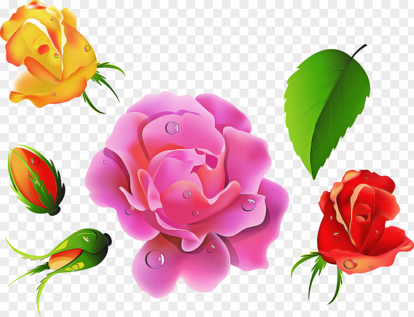 Hybrid Tea Rose Family Garden Roses PNG