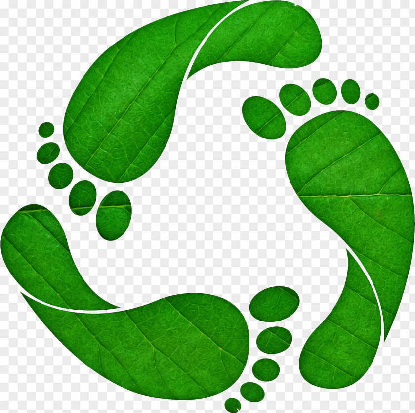 Legume Symbol Green Leaf Clip Art Plant PNG