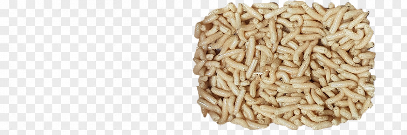 Maggots Ukraine Maggot Whole Grain Broadcaster .ua PNG