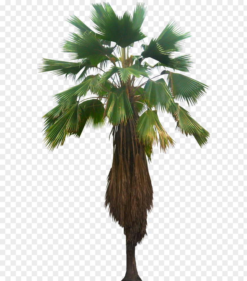 Palm Fruit Tree Pritchardia Pacifica Plant Ravenea Licuala Grandis PNG