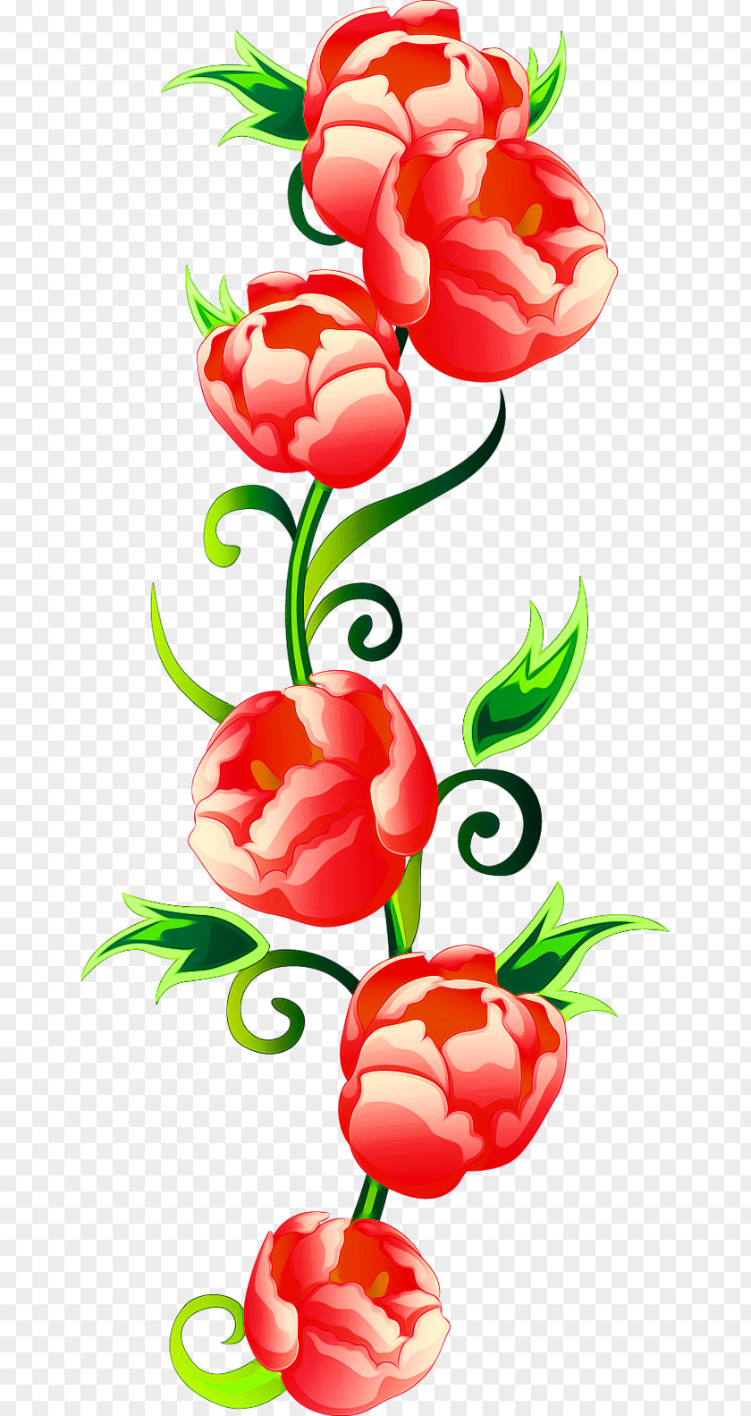 Peony Floral Design Illustration PNG