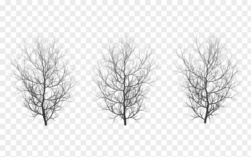 Winter Tree Branch Clip Art PNG