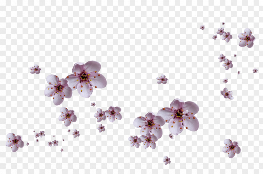 Cherry Blossom Violet Branch PNG