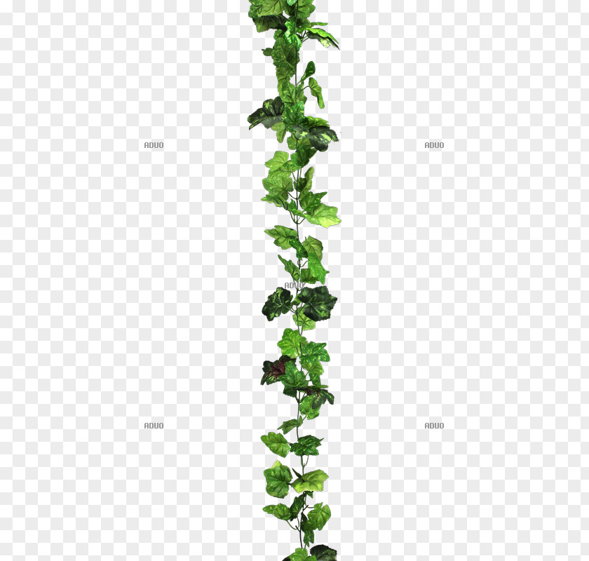 Leaf Plant Stem Branching PNG