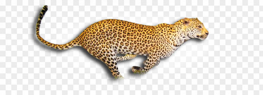 Leopard Cheetah Wildlife Clip Art PNG