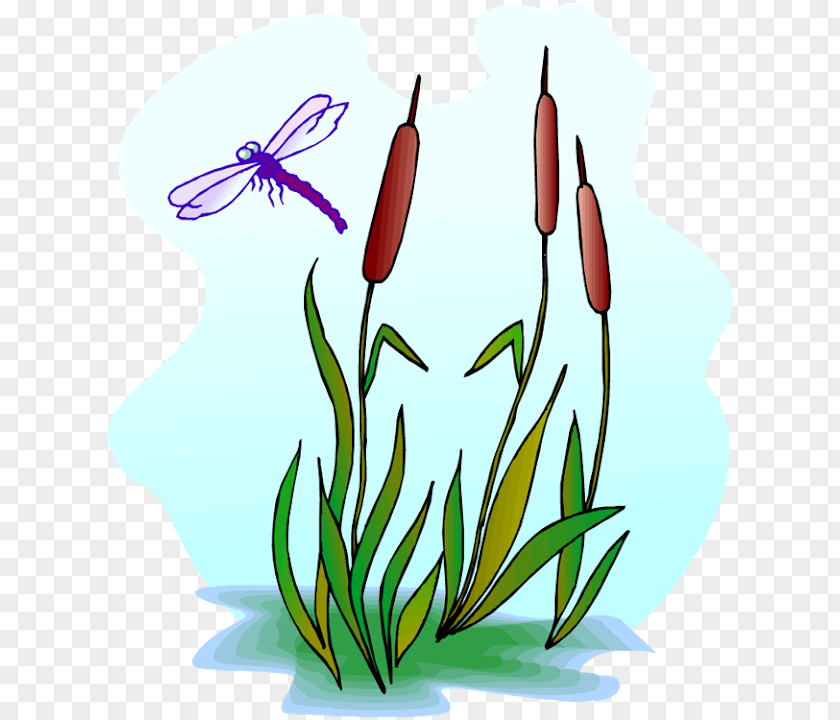Reed Clipart Dragonfly Scirpus Royalty-free Clip Art PNG