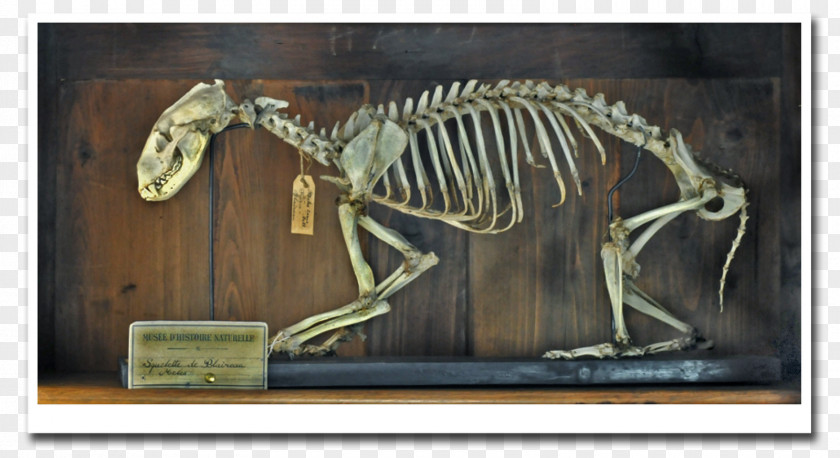 Squelette Tyrannosaurus Fauna PNG
