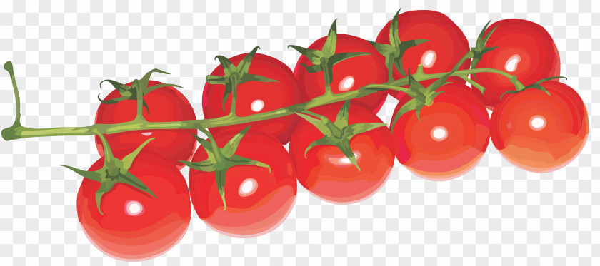 Tomatoes Cherry Tomato Juice Clip Art PNG
