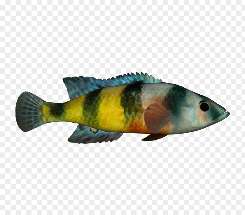 Fynbos Perch Fauna Marine Biology Fish PNG