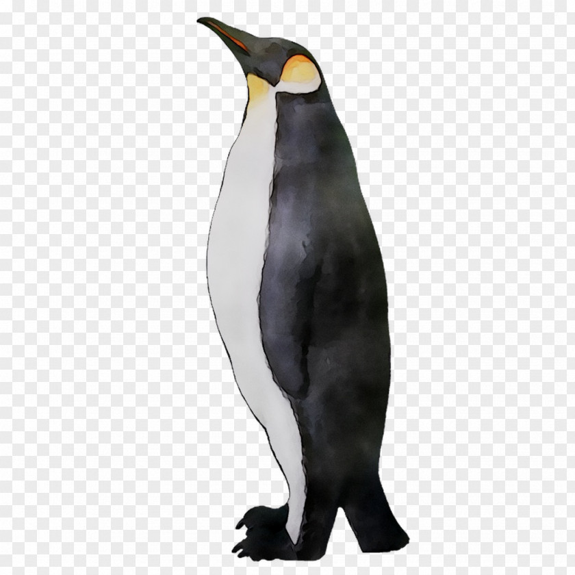 King Penguin Fauna Beak PNG