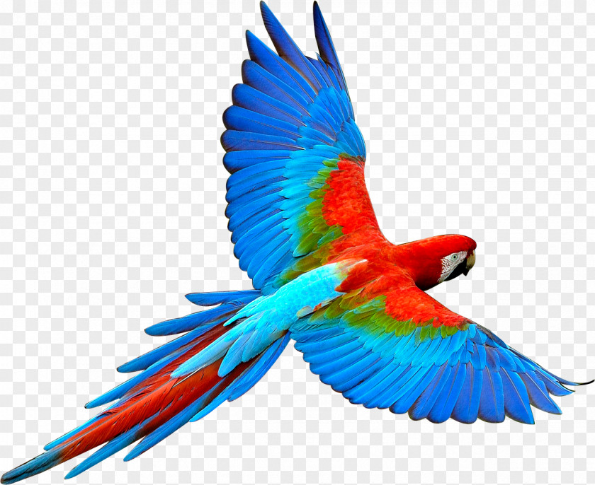 Parrot,Bako Parrot Bird Flight Scarlet Macaw PNG