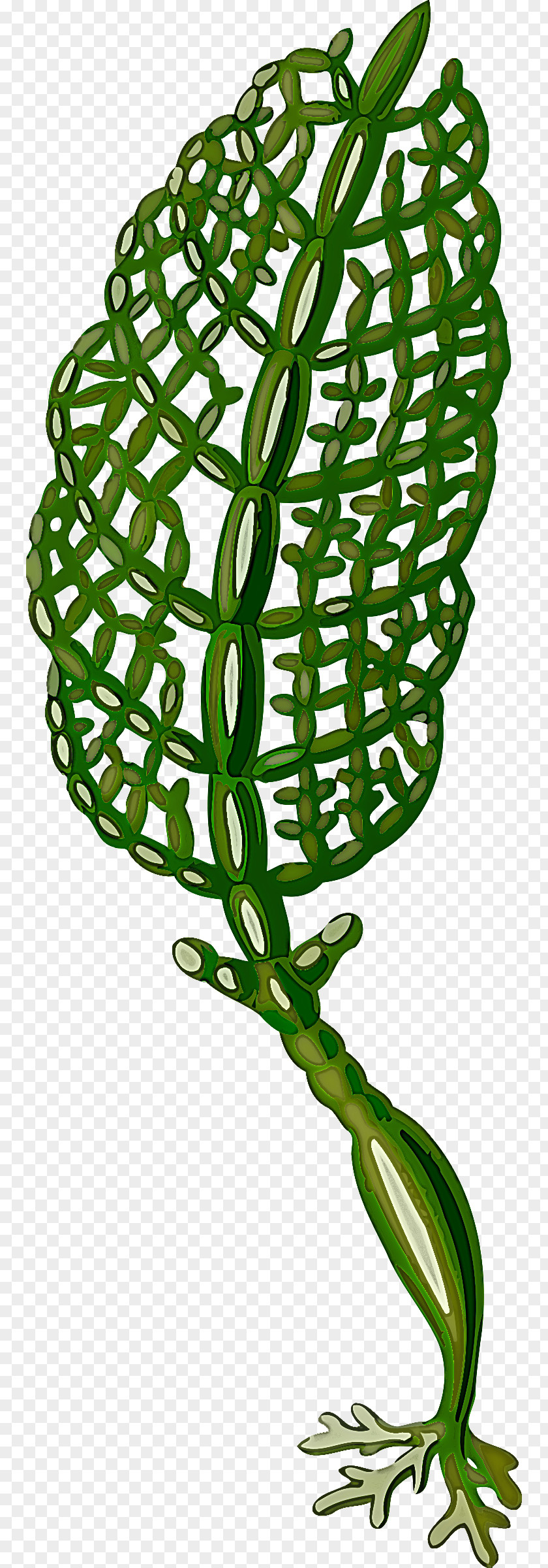 Plant Leaf Stem Vascular Flower PNG