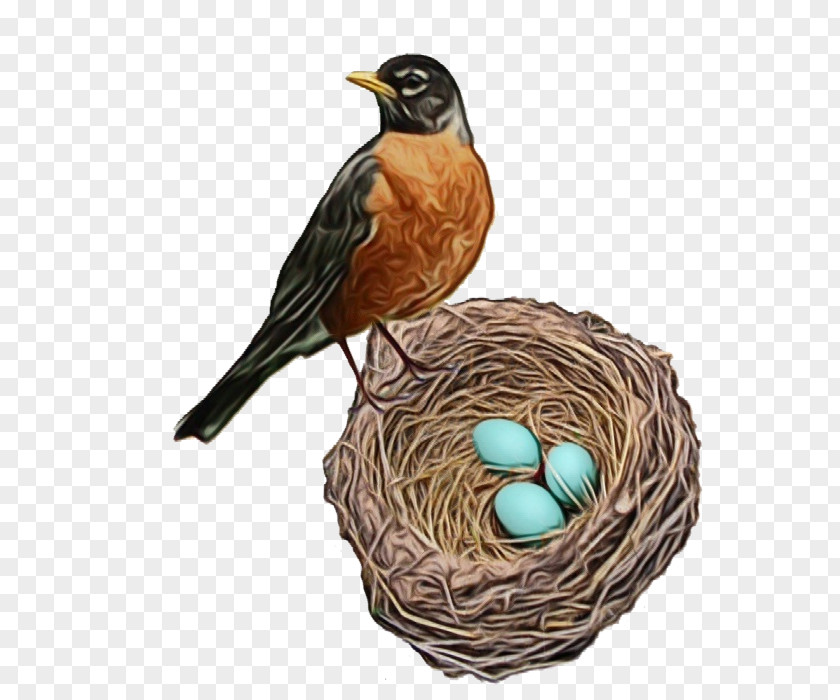 Songbird Perching Bird Egg PNG