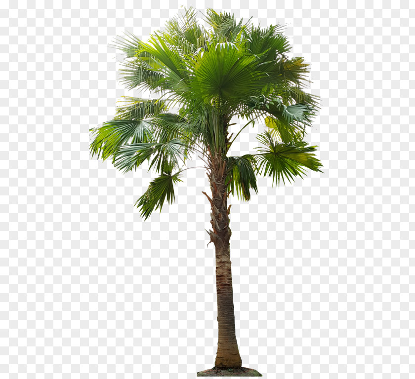 ต้นมะพร้าว Asian Palmyra Palm Babassu Arecaceae Oil Palms Coconut PNG