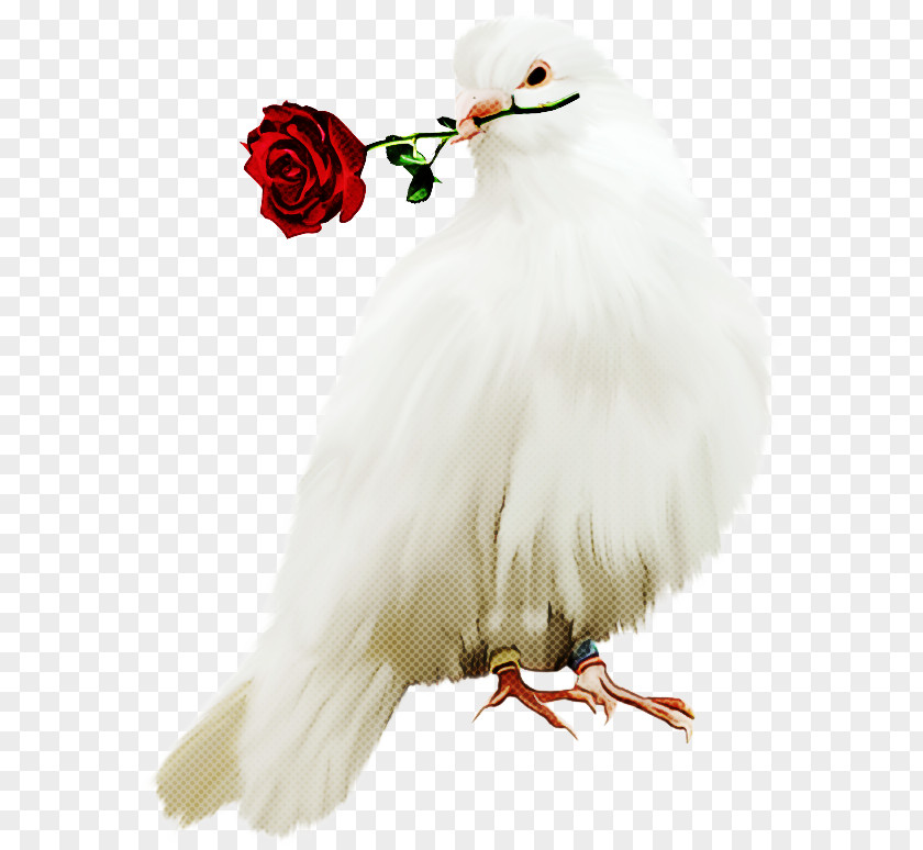 Feather PNG