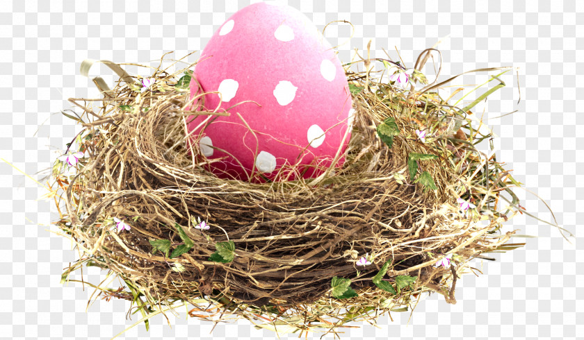 Nest Bird Easter PNG