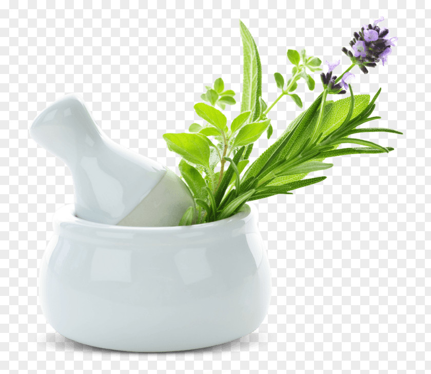 Pestle And Mortar Alternative Health Services Medicinal Plants Herbalism Medicine PNG