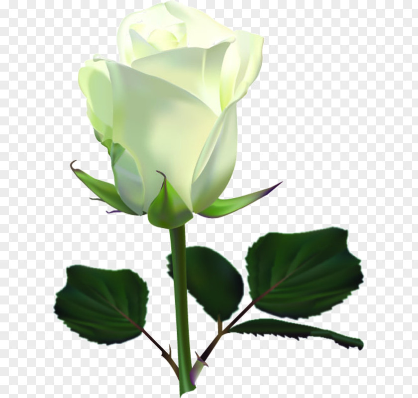 Rose Clip Art PNG