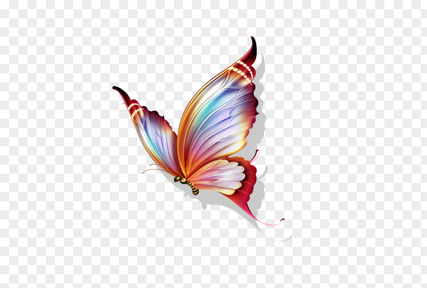 Butterfly Papillon Color Clip Art PNG