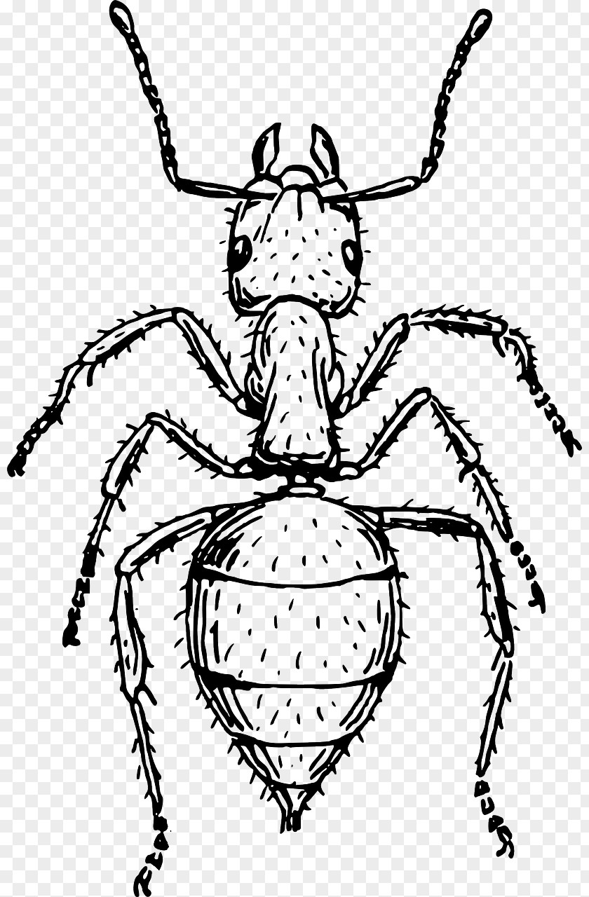 Dynamic Small Ant Ants Drawing Art Clip PNG