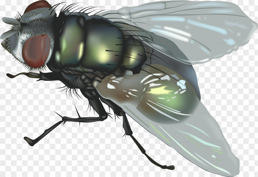 Fly Download Clip Art PNG
