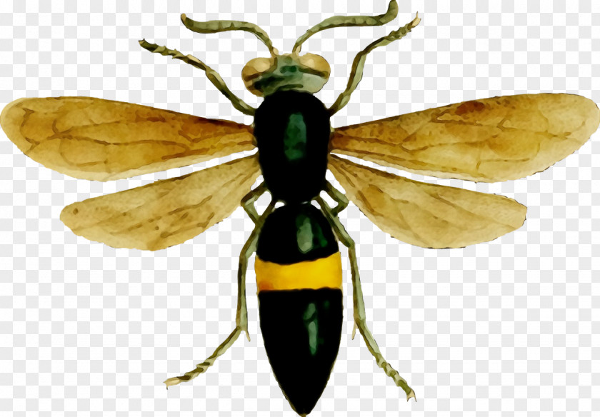 Hornet Insect Bees Wasp Cartoon PNG