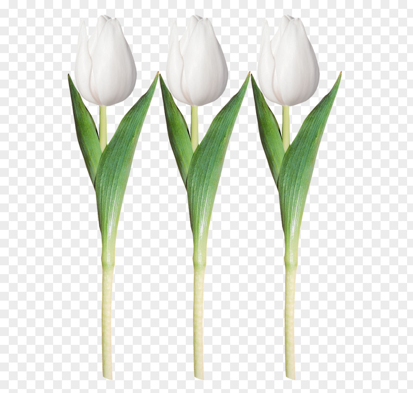 Painted White Tulips Tulip Clip Art PNG
