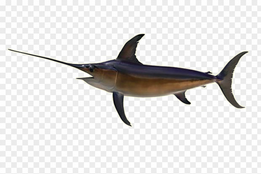Seabed Shark Swordfish Recreational Fishing Fishery PNG