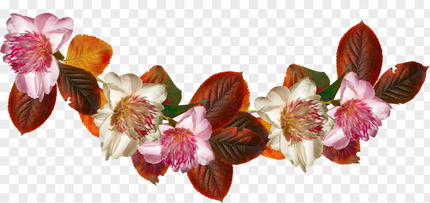 Autumn Invitation Card Petal Cut Flowers Flowering Plant PNG
