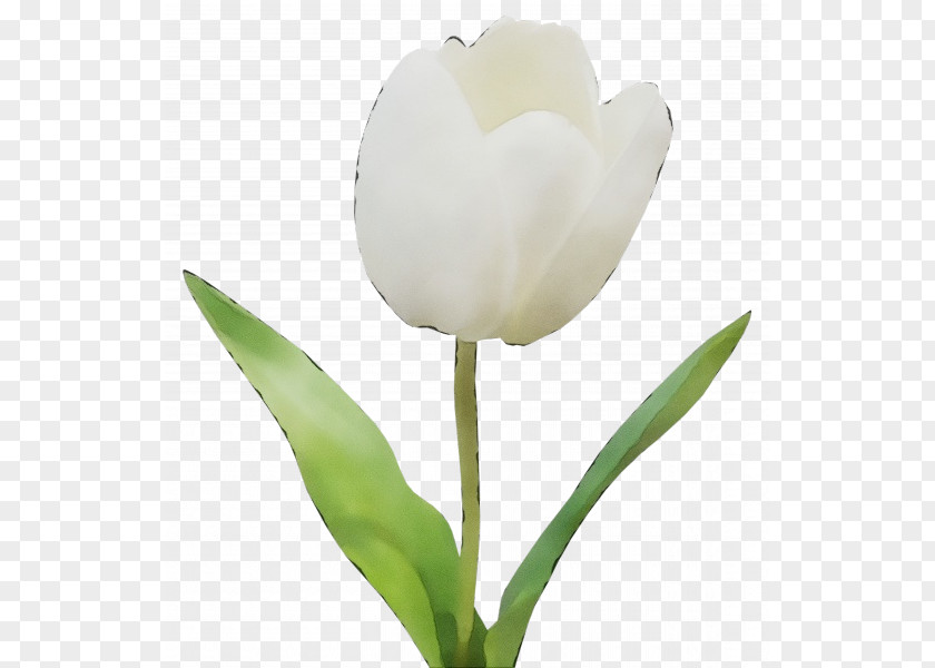 Tulip Plant Stem Cut Flowers Bud Petal PNG