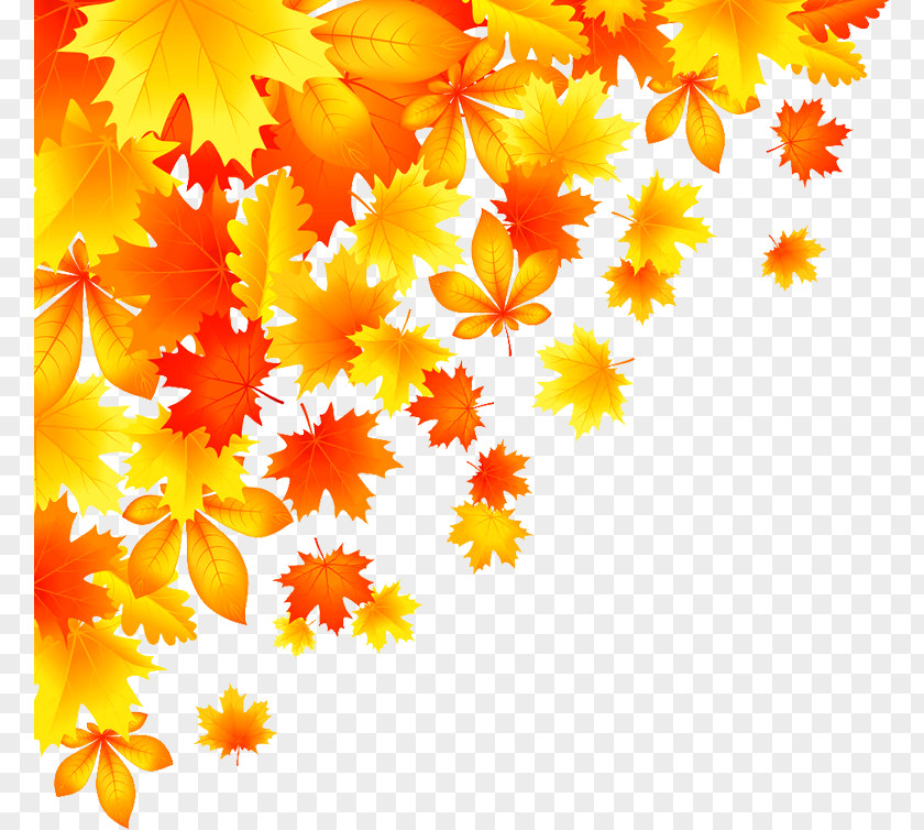 Autumn Maple Leaves Leaf Color Royalty-free PNG