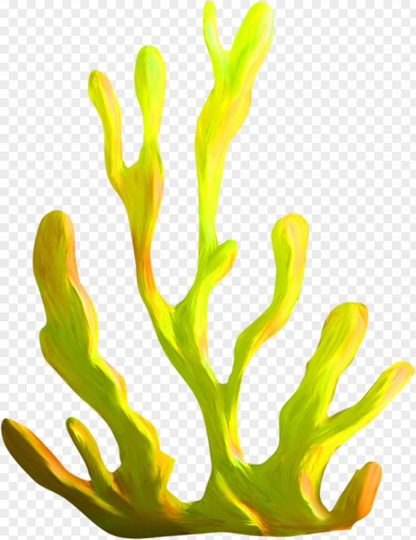 Coral Algae Plant Clip Art PNG