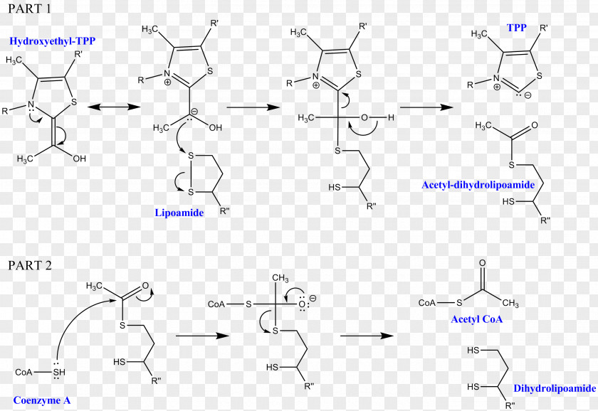 Mechanism Dihydrolipoyl Transacetylase Dihydrolipoamide Dehydrogenase Pyruvate Decarboxylation Thiamine Pyrophosphate PNG