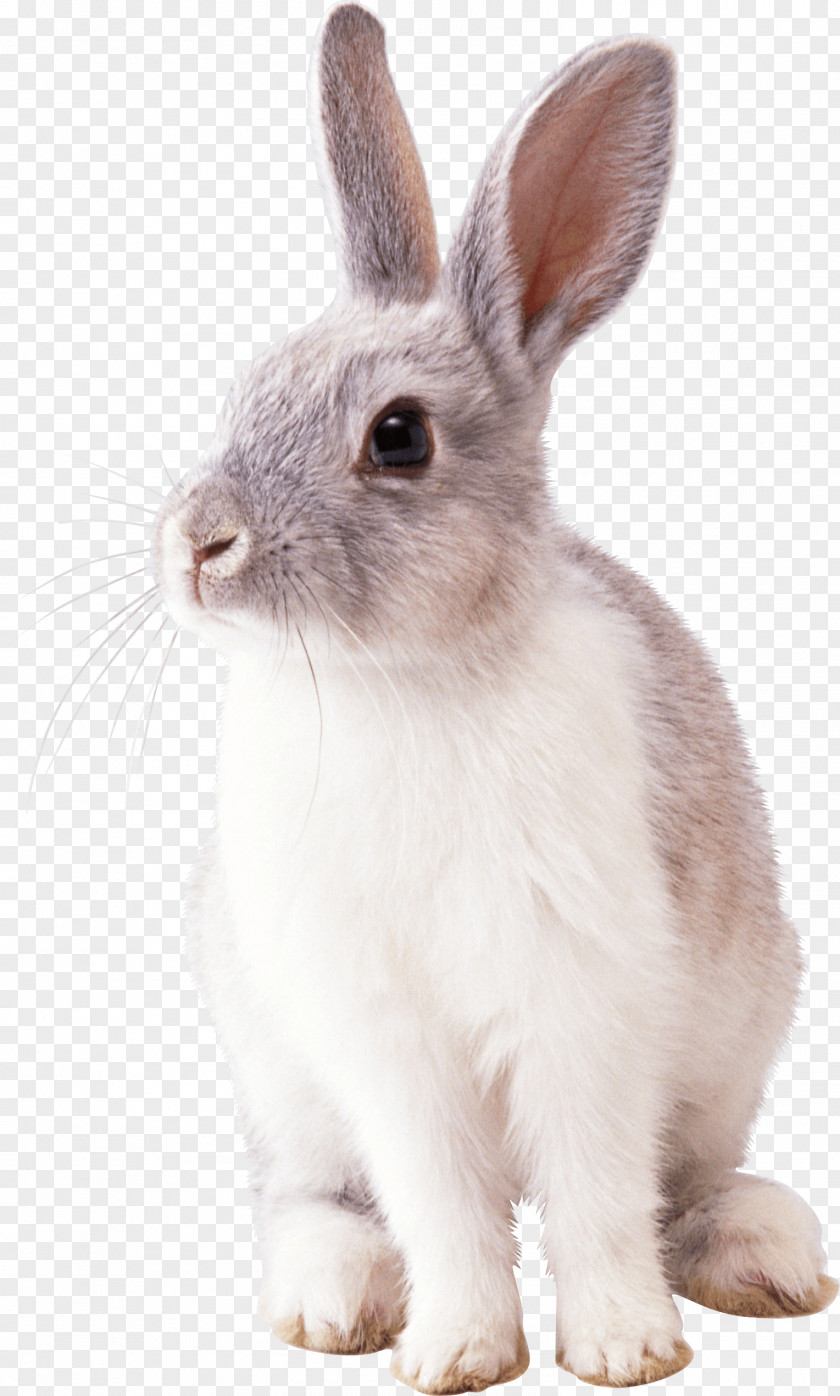 Rabbit Image Clip Art PNG