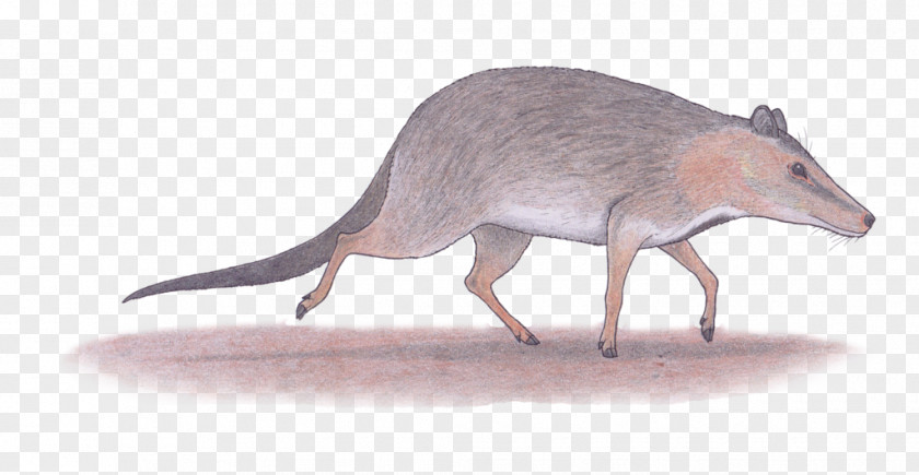 Rat Lion Acanthopleurella Lesser Earless Lizard Marsupial PNG