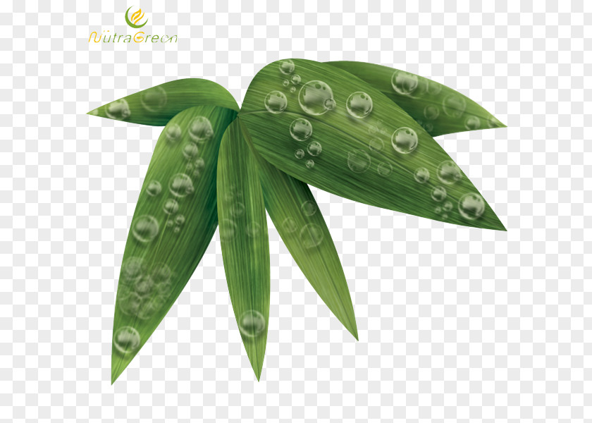 Bamboo Leaf Photos PNG