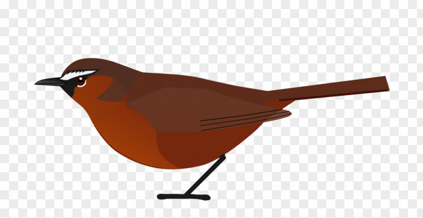 Bird தமிழ்நாட்டின் உயிரினங்கள் European Robin Nilgiris District Nilgiri Tahr PNG