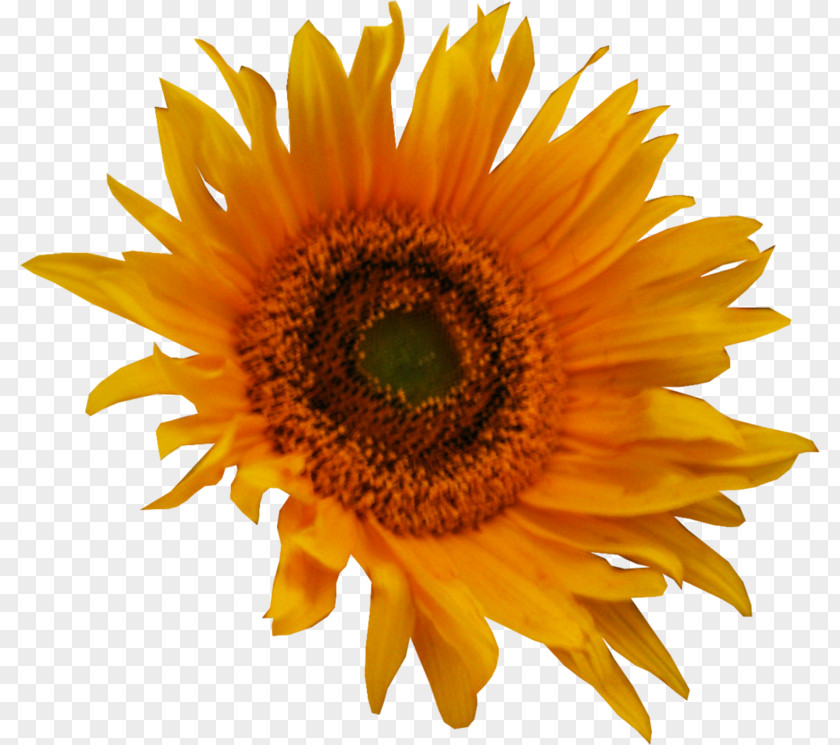 Common Sunflower Clip Art PNG