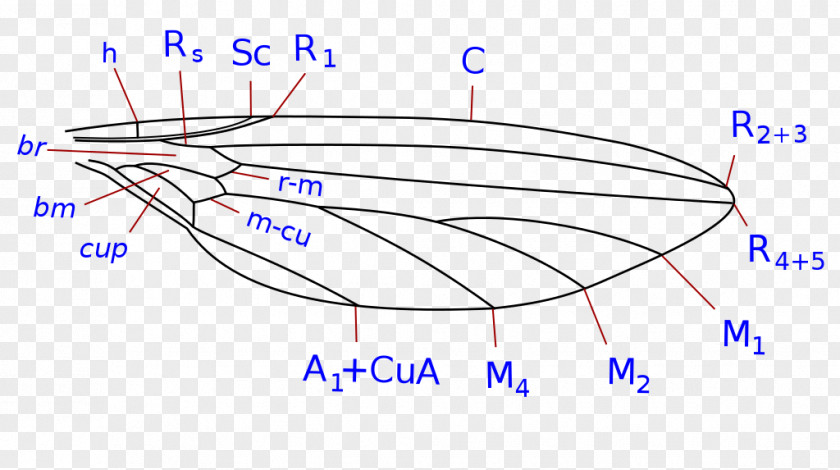 Line Drawing Point Angle /m/02csf PNG