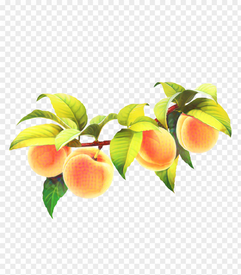 Nectarine Prunus Apple Tree PNG