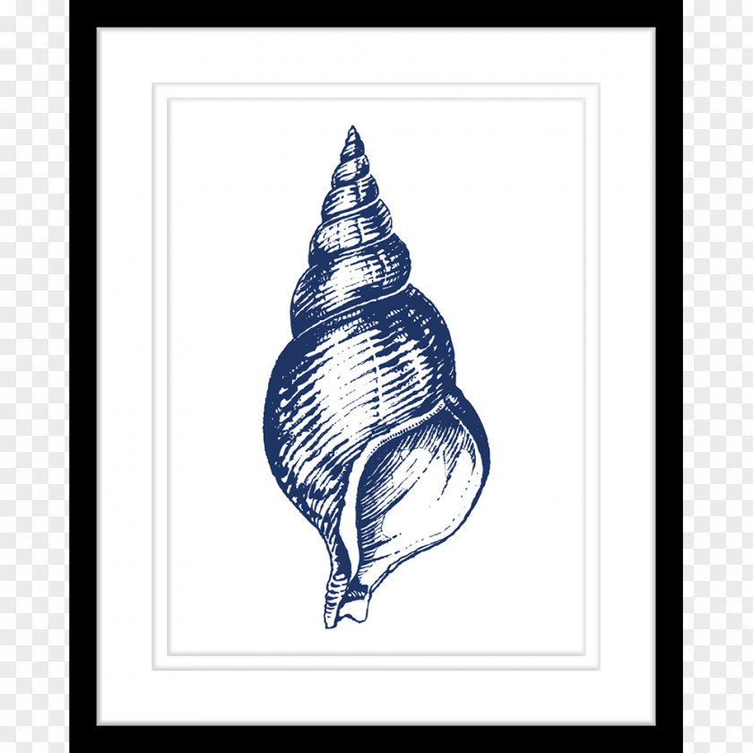 United States Navy Conch Gastropods PNG
