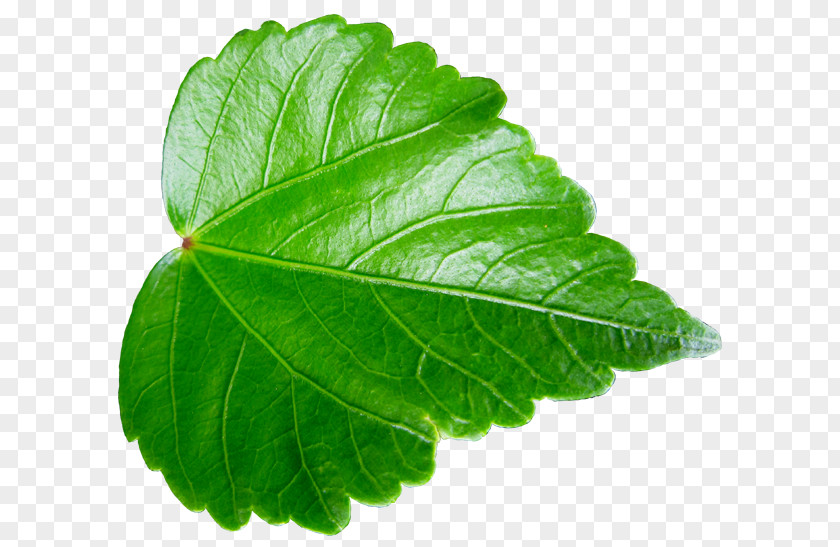 Web Ui Leaf Vegetable ハイビスカス Herb Asakawa PNG