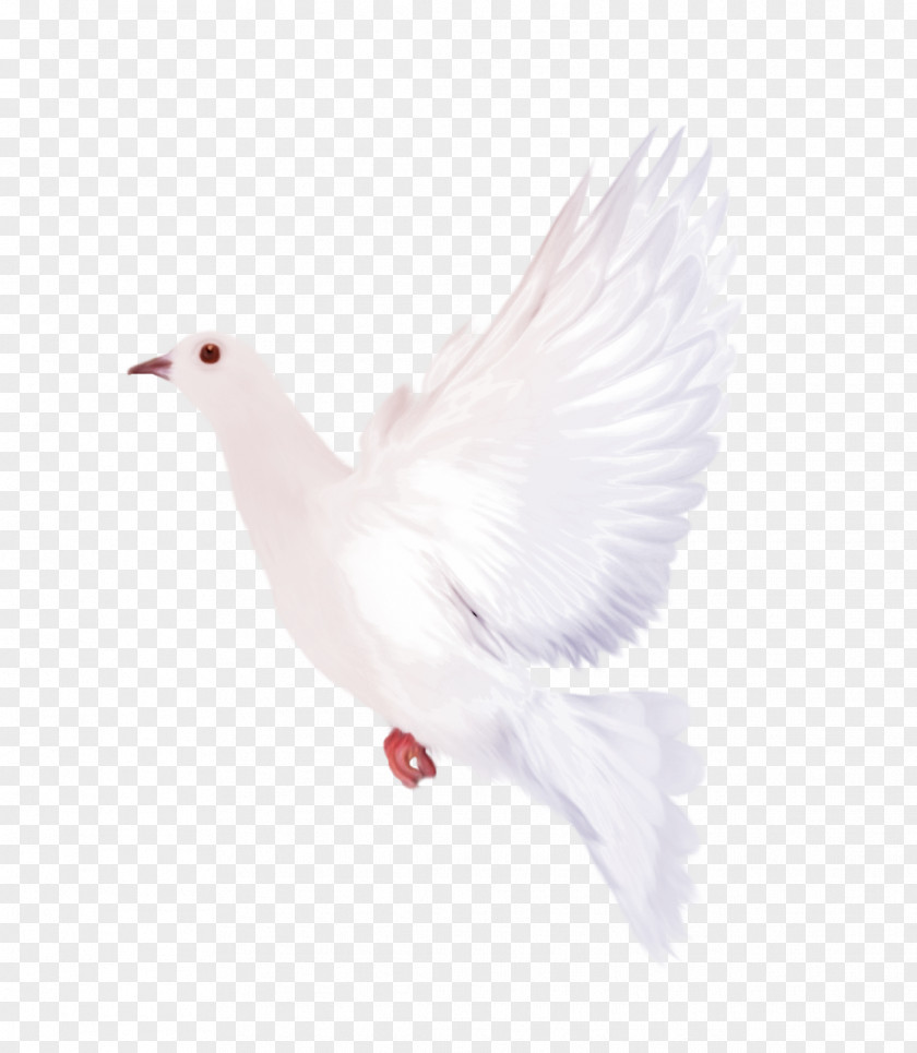 White Dove Clipart Goose Feather Wing Beak Neck PNG