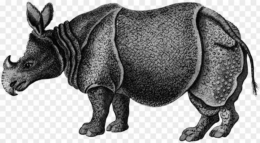 African Rhino Rhinoceros Zoological Lectures Delivered At The Royal Institution; Tile Striped Hyena Mammal PNG