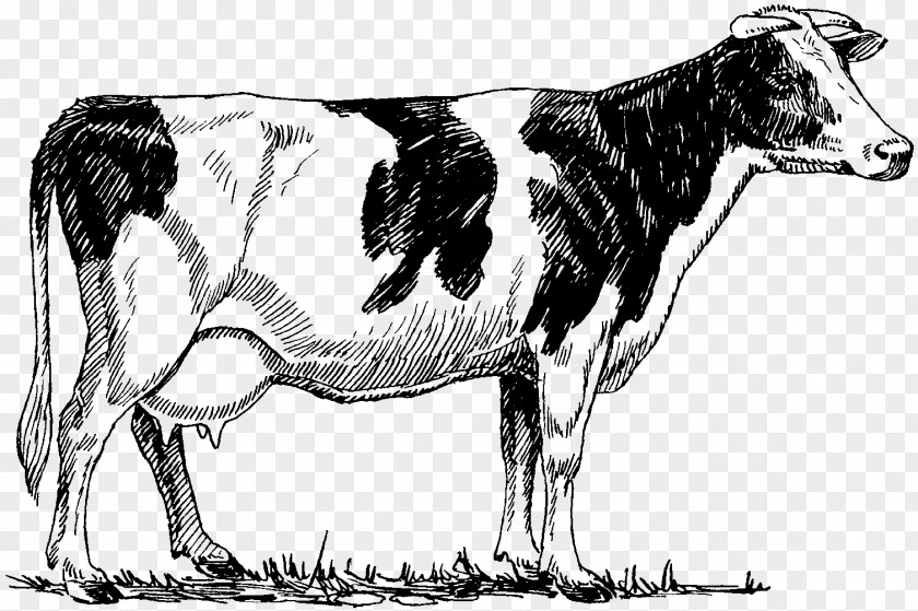 COW MILKMAN Holstein Friesian Cattle Highland Beef Drawing PNG